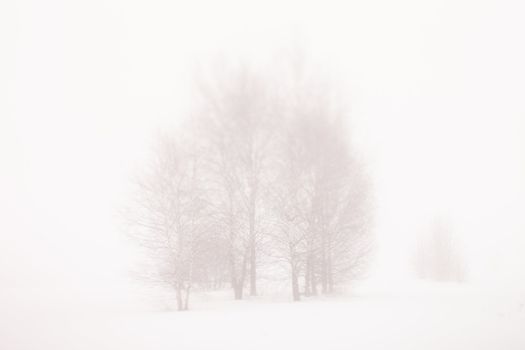 Snowy Landscape 