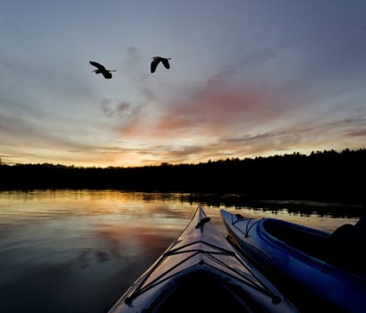 Two kayakers enjoying the sunset on a northern lake as two blue herons fly by