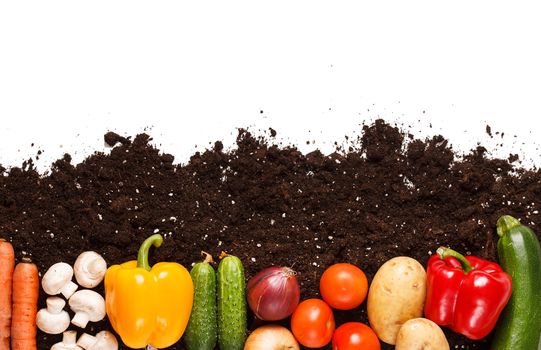 vegetables on the soil