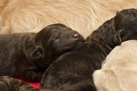 Selective focus on a sleeping labradoodle puppy, three days old