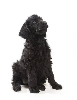 Portrait image of a black labradoodle on a white background