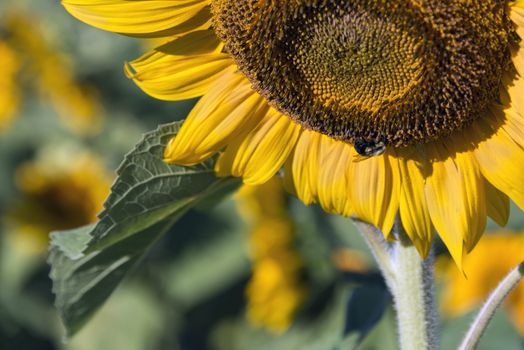 Close up of a bee pollinating a sunflower 