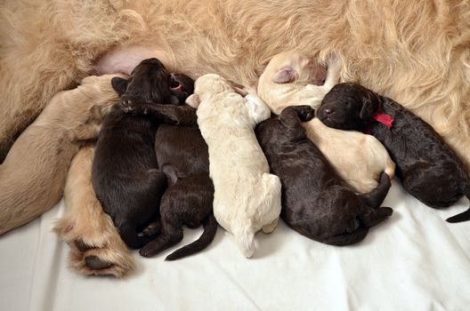 Seven labradoodle pups feeding from their mom