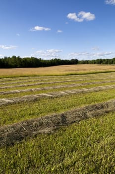Freshly cut hay in a vertical image of a farm field, with copy space