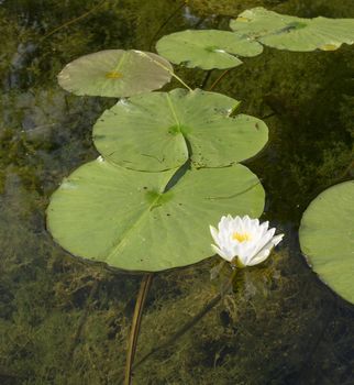 Selective focus on the blossom of the floating lily in the conservation wilderness area