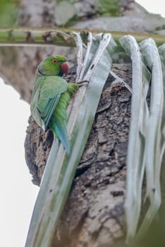 Rose-ringed Parakeet, perched on a tree branch, nature, copy space