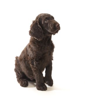 Brown labradoodle looking up sitting on a white background