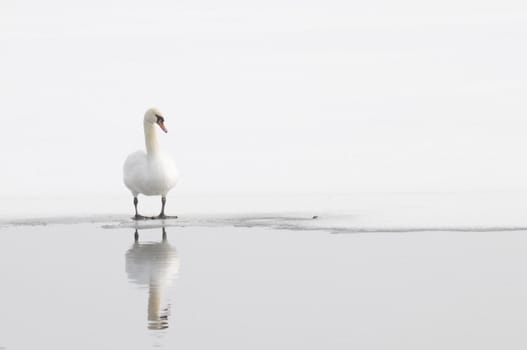 Single Winter Swan on the edge of open water on a northern lake