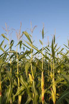Corn ready to be harvested with copy space in the blue sky