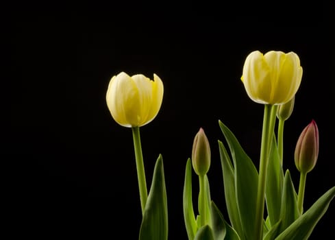 Tulips at different stages of blooming with a black background