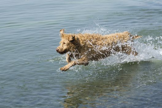 Labradoodle dog running through the water at the lake
