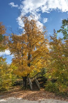 Large oak tree in at the park during autumn with blazing color