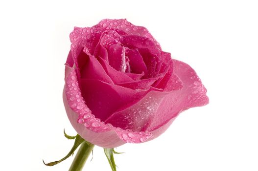 Pink rose & water droplets on white background