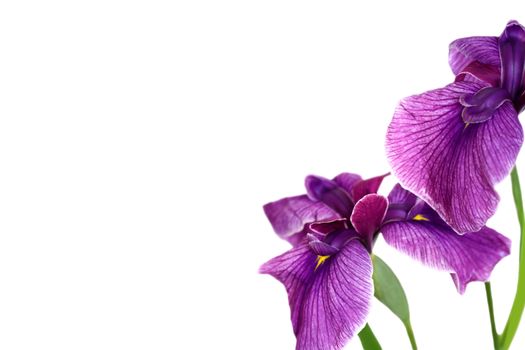 Beautiful purple iris flower isolated on white background