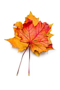 Autumn leaves isolated on the white background