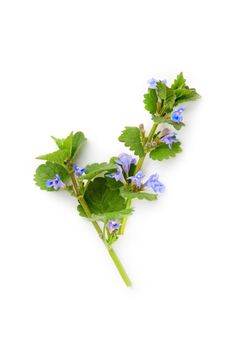 Corn mint isolated on white