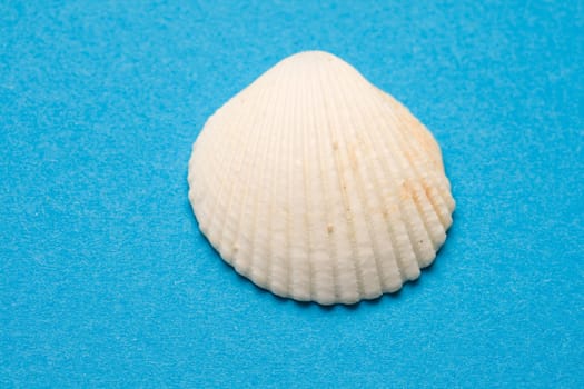 Seashell isolated on the blue background