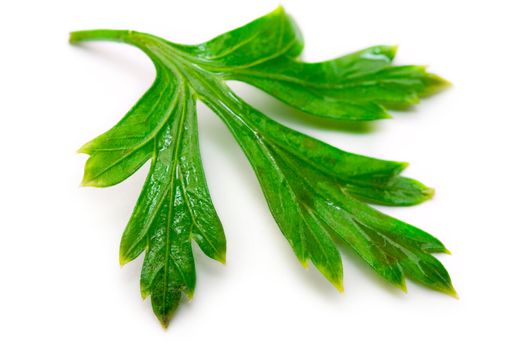 Fresh parsley isolated on white