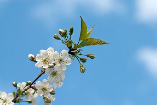 Cherry branch with spring flowers over blue sky