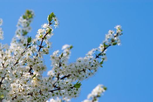 Cherry branches with spring flowers over blue sky