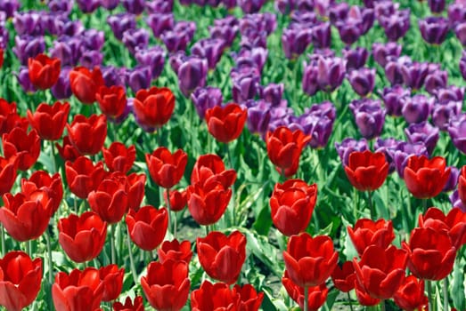 Two-coloured field of tulips