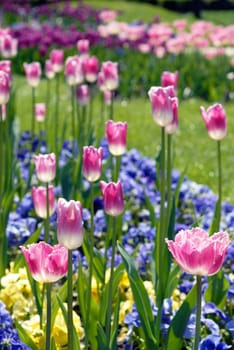 Colorful flower bed