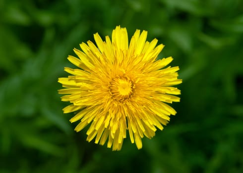 Top view of yellow dandelion flower