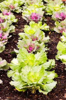 Rows of green cabbage growing on organic soil