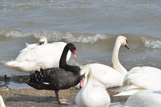 Single Black Swan amongst white swans