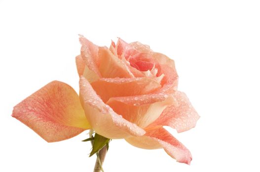 Droplets on single orange rose with white background.