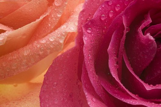 Orange and Red Roses Closeup on the water droplets