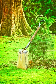 A heavy gardening spade left by a newly planted tree