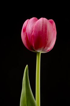 Single red tulip isolated on a black backround