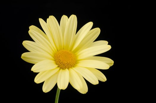 Yellow daisy isolated on a black background