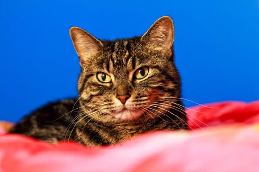 Close up portrait of a Tabby cat lying on a pink bed with a bright blue background.