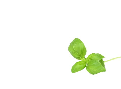 isolated basil leaves as background element