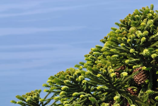 Pine-tree with cones