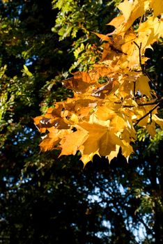 autumn leaves