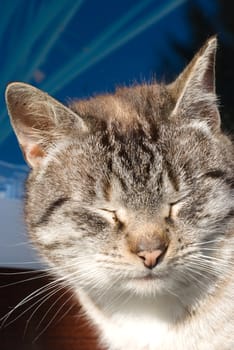cat