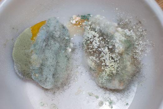 moldy lemon