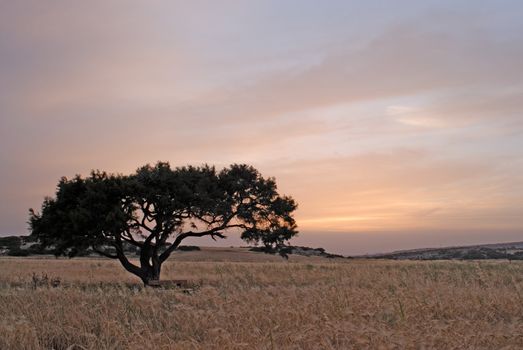Lonely tree in evening twilight