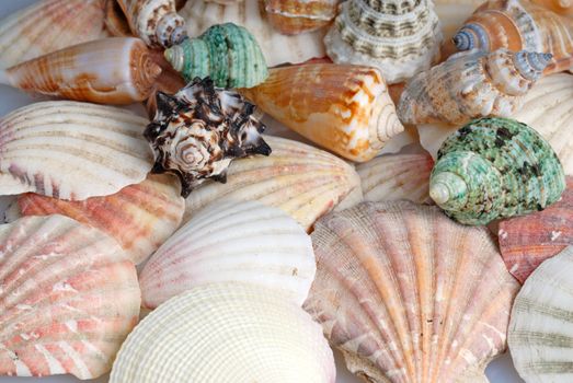 Seashells background