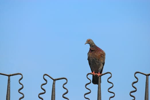 Lonely pigeon sits on fence