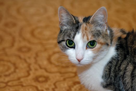 Portrait of cat with green eyes