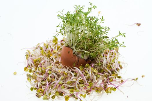 Fresh Alfalfa Sprouts and Spring Easter Egg