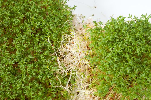 Fresh alfalfa sprouts and cress on white background 