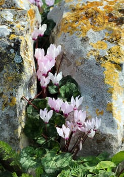 wild cyclamen bloom in a crevice between rocks covered with moss