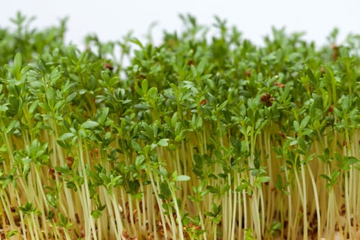 Cress seedlings isolated on white background