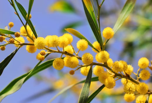 yellow flowers of mimosa on a background of blue sky