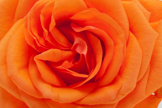 orange single rose isolated on white background